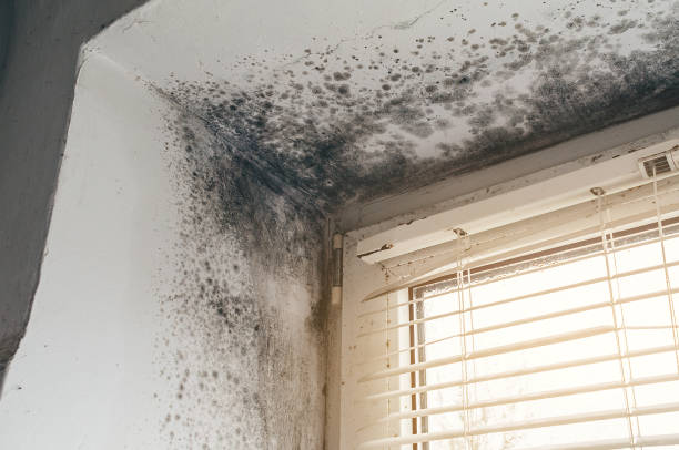 Affordable Mold Cleanup solutions in Goldvein, VA