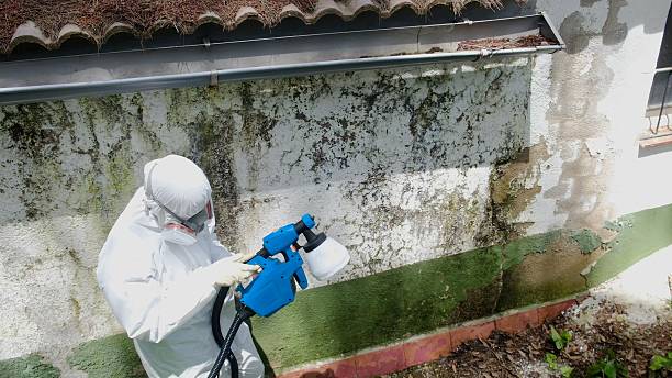 Top rated local Mold Cleanup specialists in Goldvein, VA